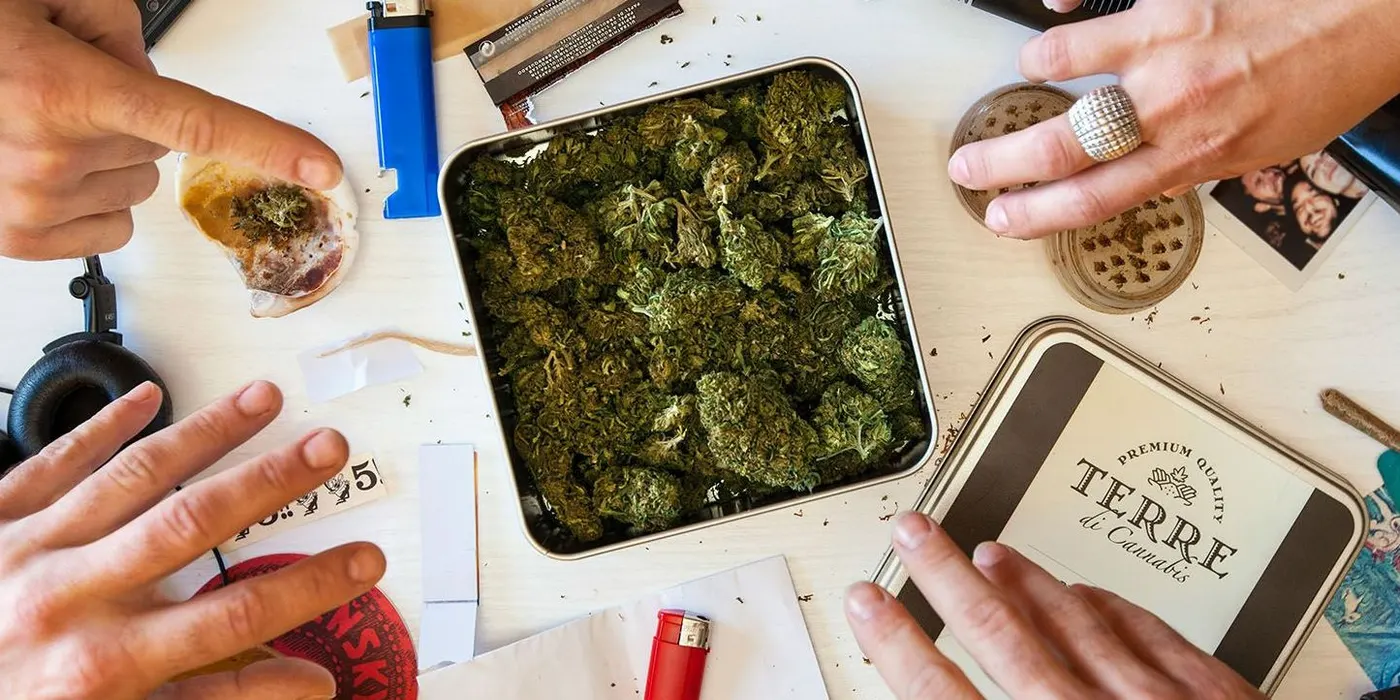 Hands arranging cannabis buds and rolling supplies on a table